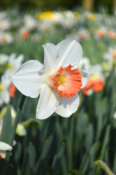 Daffodil Pink Charm Narcissus Bulbs Blooms Species Growing Bonsai Roots Rhizomes Corms Tubers Potted Planting Reblooming Fragrant Garden Flower Seeds Plant