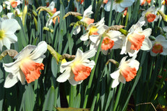 Daffodil Pink Charm Narcissus Bulbs Blooms Species Growing Bonsai Roots Rhizomes Corms Tubers Potted Planting Reblooming Fragrant Garden Flower Seeds Plant - Seedsplant