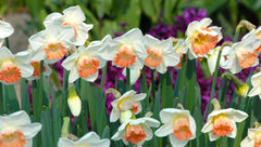 Daffodil Pink Charm Narcissus Bulbs Blooms Species Growing Bonsai Roots Rhizomes Corms Tubers Potted Planting Reblooming Fragrant Garden Flower Seeds Plant