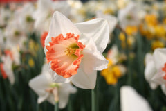 Daffodil Pink Charm Narcissus Bulbs Blooms Species Growing Bonsai Roots Rhizomes Corms Tubers Potted Planting Reblooming Fragrant Garden Flower Seeds Plant - Seedsplant
