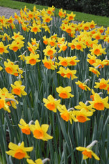 Daffodil Red Devon Landscaper Special Narcissus Bulbs Blooms Species Growing Bonsai Roots Rhizomes Corms Tubers Potted Planting Reblooming Fragrant Garden Flower Seeds Plant