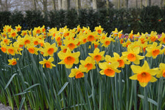 Daffodil Red Devon Landscaper Special Narcissus Bulbs Blooms Species Growing Bonsai Roots Rhizomes Corms Tubers Potted Planting Reblooming Fragrant Garden Flower Seeds Plant