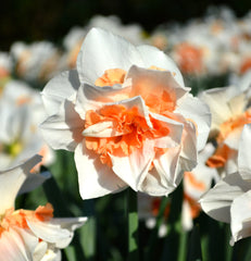 Daffodil Replete Narcissus Bulbs Blooms Species Growing Bonsai Roots Rhizomes Corms Tubers Potted Planting Reblooming Fragrant Garden Flower Seeds Plant - Seedsplant