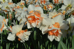 Daffodil Replete Narcissus Bulbs Blooms Species Growing Bonsai Roots Rhizomes Corms Tubers Potted Planting Reblooming Fragrant Garden Flower Seeds Plant - Seedsplant