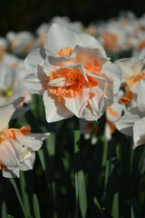 Daffodil Replete Narcissus Bulbs Blooms Species Growing Bonsai Roots Rhizomes Corms Tubers Potted Planting Reblooming Fragrant Garden Flower Seeds Plant - Seedsplant