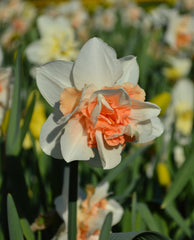 Daffodil Replete Narcissus Bulbs Blooms Species Growing Bonsai Roots Rhizomes Corms Tubers Potted Planting Reblooming Fragrant Garden Flower Seeds Plant - Seedsplant