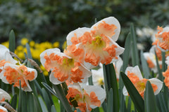 Daffodil Sunny Girlfriend Narcissus Bulbs Blooms Species Growing Bonsai Roots Rhizomes Corms Tubers Potted Planting Reblooming Fragrant Garden Flower Seeds Plant