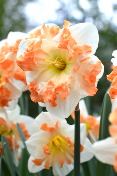 Daffodil Sunny Girlfriend Narcissus Bulbs Blooms Species Growing Bonsai Roots Rhizomes Corms Tubers Potted Planting Reblooming Fragrant Garden Flower Seeds Plant