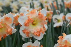 Daffodil Sunny Girlfriend Narcissus Bulbs Blooms Species Growing Bonsai Roots Rhizomes Corms Tubers Potted Planting Reblooming Fragrant Garden Flower Seeds Plant