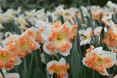 Daffodil Sunny Girlfriend Narcissus Bulbs Blooms Species Growing Bonsai Roots Rhizomes Corms Tubers Potted Planting Reblooming Fragrant Garden Flower Seeds Plant