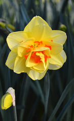 Daffodil Tahiti Landscaper Special Narcissus Bulbs Blooms Species Growing Bonsai Roots Rhizomes Corms Tubers Potted Planting Reblooming Fragrant Garden Flower Seeds Plant