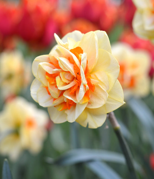 Daffodil Tahiti Landscaper Special Narcissus Bulbs Blooms Species Growing Bonsai Roots Rhizomes Corms Tubers Potted Planting Reblooming Fragrant Garden Flower Seeds Plant