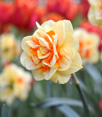 Daffodil Tahiti Landscaper Special Narcissus Bulbs Blooms Species Growing Bonsai Roots Rhizomes Corms Tubers Potted Planting Reblooming Fragrant Garden Flower Seeds Plant