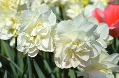 Daffodil White Explosion Narcissus Bulbs Blooms Species Growing Bonsai Roots Rhizomes Corms Tubers Potted Planting Reblooming Fragrant Garden Flower Seeds Plant