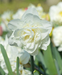 Daffodil White Explosion Narcissus Bulbs Blooms Species Growing Bonsai Roots Rhizomes Corms Tubers Potted Planting Reblooming Fragrant Garden Flower Seeds Plant