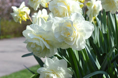 Daffodil White Explosion Narcissus Bulbs Blooms Species Growing Bonsai Roots Rhizomes Corms Tubers Potted Planting Reblooming Fragrant Garden Flower Seeds Plant