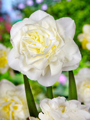 Daffodil White Explosion Narcissus Bulbs Blooms Species Growing Bonsai Roots Rhizomes Corms Tubers Potted Planting Reblooming Fragrant Garden Flower Seeds Plant