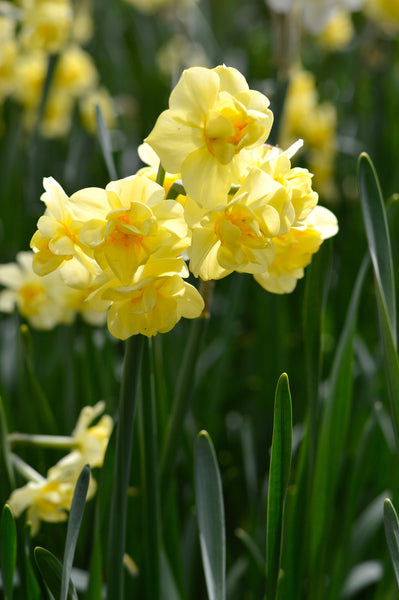 Daffodil Yellow Cheerfulness Narcissus Bulbs Blooms Species Growing Bonsai Roots Rhizomes Corms Tubers Potted Planting Reblooming Fragrant Garden Flower Seeds Plant