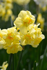 Daffodil Yellow Cheerfulness Narcissus Bulbs Blooms Species Growing Bonsai Roots Rhizomes Corms Tubers Potted Planting Reblooming Fragrant Garden Flower Seeds Plant