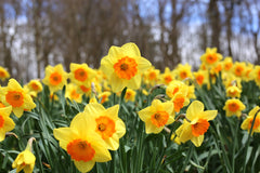 Daffodil Fortissimo Narcissus Bulbs Blooms Species Growing Bonsai Roots Rhizomes Corms Tubers Potted Planting Reblooming Fragrant Garden Flower Seeds Plant