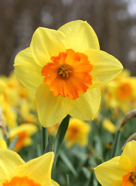 Daffodil Fortissimo Narcissus Bulbs Blooms Species Growing Bonsai Roots Rhizomes Corms Tubers Potted Planting Reblooming Fragrant Garden Flower Seeds Plant