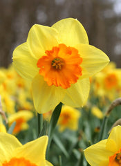 Daffodil Fortissimo Narcissus Bulbs Blooms Species Growing Bonsai Roots Rhizomes Corms Tubers Potted Planting Reblooming Fragrant Garden Flower Seeds Plant
