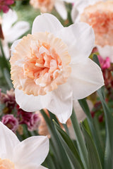 Daffodil Petit Four Narcissus Bulbs Blooms Species Growing Bonsai Roots Rhizomes Corms Tubers Potted Planting Reblooming Fragrant Garden Flower Seeds Plant