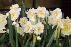 affodil Sir Winston Churchill Narcissus Bulbs Blooms Species Growing Bonsai Roots Rhizomes Corms Tubers Potted Planting Reblooming Fragrant Garden Flower Seeds Plant