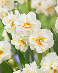 affodil Sir Winston Churchill Narcissus Bulbs Blooms Species Growing Bonsai Roots Rhizomes Corms Tubers Potted Planting Reblooming Fragrant Garden Flower Seeds Plant