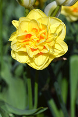 Daffodil Tahiti Landscaper Special Narcissus Bulbs Blooms Species Growing Bonsai Roots Rhizomes Corms Tubers Potted Planting Reblooming Fragrant Garden Flower Seeds Plant