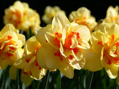 Daffodil Tahiti Landscaper Special Narcissus Bulbs Blooms Species Growing Bonsai Roots Rhizomes Corms Tubers Potted Planting Reblooming Fragrant Garden Flower Seeds Plant