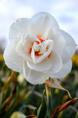 Daffodil Acropolis Narcissus Bulbs Blooms Species Growing Bonsai Roots Rhizomes Corms Tubers Potted Planting Reblooming Fragrant Garden Flower Seeds Plant