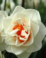 Daffodil Acropolis Narcissus Bulbs Blooms Species Growing Bonsai Roots Rhizomes Corms Tubers Potted Planting Reblooming Fragrant Garden Flower Seeds Plant