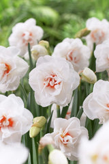 Daffodil Acropolis Narcissus Bulbs Blooms Species Growing Bonsai Roots Rhizomes Corms Tubers Potted Planting Reblooming Fragrant Garden Flower Seeds Plant