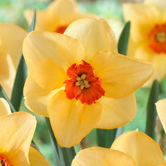 Narcissus Altruist Daffodil Bulbs Blooms Species Growing Bonsai Roots Rhizomes Corms Tubers Potted Planting Reblooming Fragrant Garden Flower Seeds Plant - Seedsplant