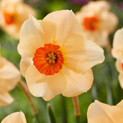 Narcissus Altruist Daffodil Bulbs Blooms Species Growing Bonsai Roots Rhizomes Corms Tubers Potted Planting Reblooming Fragrant Garden Flower Seeds Plant - Seedsplant
