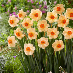 Narcissus Altruist Daffodil Bulbs Blooms Species Growing Bonsai Roots Rhizomes Corms Tubers Potted Planting Reblooming Fragrant Garden Flower Seeds Plant - Seedsplant