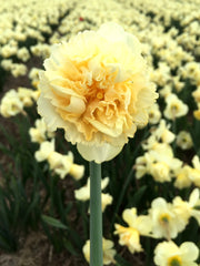 Daffodil Art Design Narcissus Bulbs Blooms Species Growing Bonsai Roots Rhizomes Corms Tubers Potted Planting Reblooming Fragrant Garden Flower Seeds Plant - Seedsplant