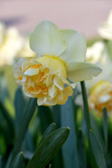 Daffodil Art Design Narcissus Bulbs Blooms Species Growing Bonsai Roots Rhizomes Corms Tubers Potted Planting Reblooming Fragrant Garden Flower Seeds Plant - Seedsplant