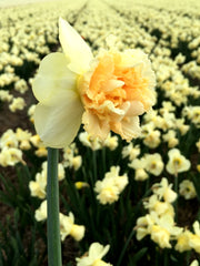 Daffodil Art Design Narcissus Bulbs Blooms Species Growing Bonsai Roots Rhizomes Corms Tubers Potted Planting Reblooming Fragrant Garden Flower Seeds Plant - Seedsplant