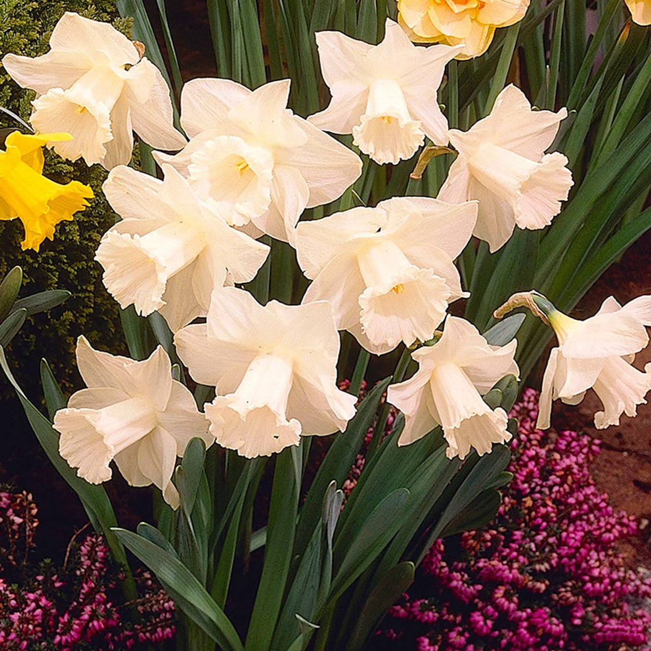 Narcissus Arctic Sensation Daffodil Bulbs Blooms Species Growing Bonsai Roots Rhizomes Corms Tubers Potted Planting Reblooming Fragrant Garden Flower Seeds Plant