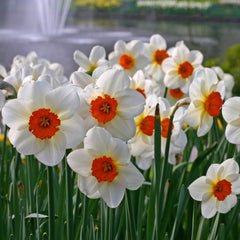 Daffodil Barret Browning Narcissus Bulbs Blooms Species Growing Bonsai Roots Rhizomes Corms Tubers Potted Planting Reblooming Fragrant Garden Flower Seeds Plant - Seedsplant
