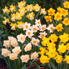 Narcissus British Gamble Daffodil Bulbs Blooms Species Growing Bonsai Roots Rhizomes Corms Tubers Potted Planting Reblooming Fragrant Garden Flower Seeds Plant