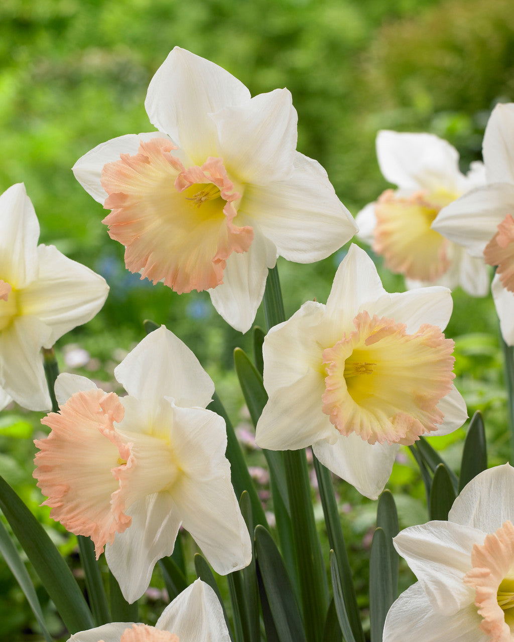 Narcissus British Gamble Daffodil Bulbs Blooms Species Growing Bonsai Roots Rhizomes Corms Tubers Potted Planting Reblooming Fragrant Garden Flower Seeds Plant
