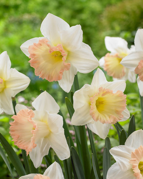 Narcissus British Gamble Daffodil Bulbs Blooms Species Growing Bonsai Roots Rhizomes Corms Tubers Potted Planting Reblooming Fragrant Garden Flower Seeds Plant