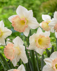 Narcissus British Gamble Daffodil Bulbs Blooms Species Growing Bonsai Roots Rhizomes Corms Tubers Potted Planting Reblooming Fragrant Garden Flower Seeds Plant