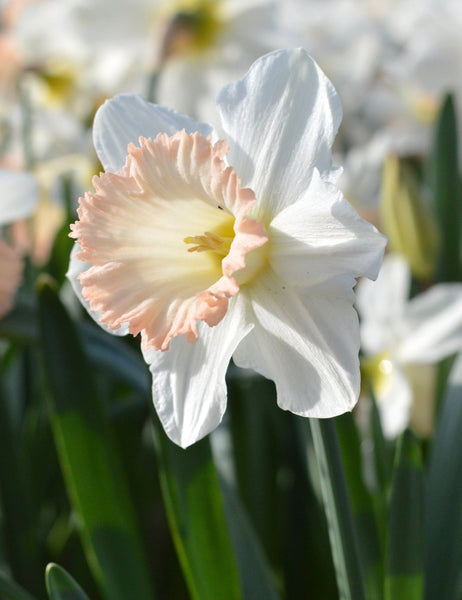 Daffodil British Gamble Narcissus Bulbs Blooms Species Growing Bonsai Roots Rhizomes Corms Tubers Potted Planting Reblooming Fragrant Garden Flower Seeds Plant