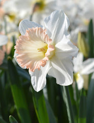 Daffodil British Gamble Narcissus Bulbs Blooms Species Growing Bonsai Roots Rhizomes Corms Tubers Potted Planting Reblooming Fragrant Garden Flower Seeds Plant