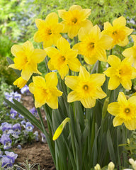 Narcissus Carlton Daffodil Bulbs Blooms Species Growing Bonsai Roots Rhizomes Corms Tubers Potted Planting Reblooming Fragrant Garden Flower Seeds Plant