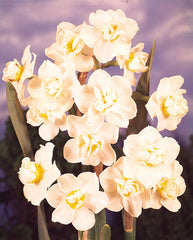Daffodil Cheerfulness Narcissus Bulbs Blooms Species Growing Bonsai Roots Rhizomes Corms Tubers Potted Planting Reblooming Fragrant Garden Flower Seeds Plant - Seedsplant
